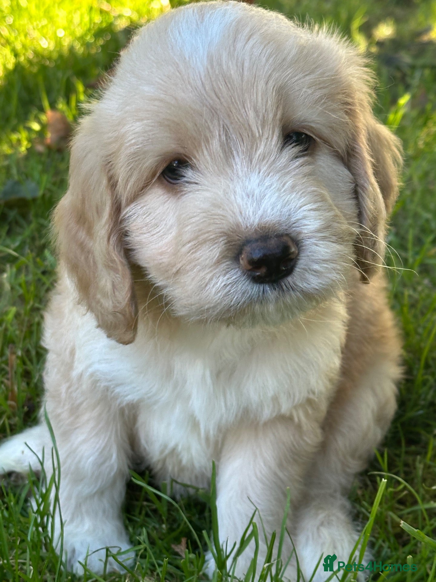 Sheepadoodle dogs Unique mini sheepadoodle mix - Advert 4