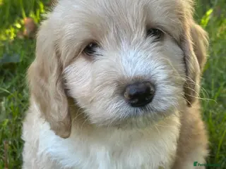 Sheepadoodle dogs Unique mini sheepadoodle mix - Advert 4