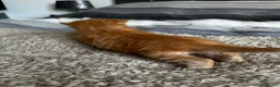 Maine Coon cats for sale: Majestic Fire Maine Coon Kittens - Advert 10