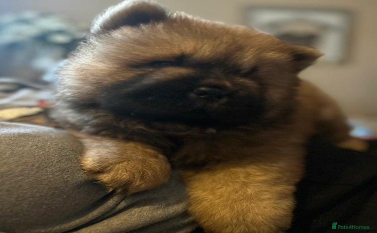 Chow Chow dogs - Advert 12