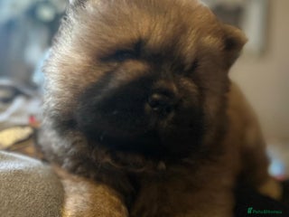 Chow Chow dogs - Advert 3