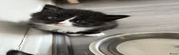 Mixed Breed cats for sale: Fluffy kittens - Advert 11
