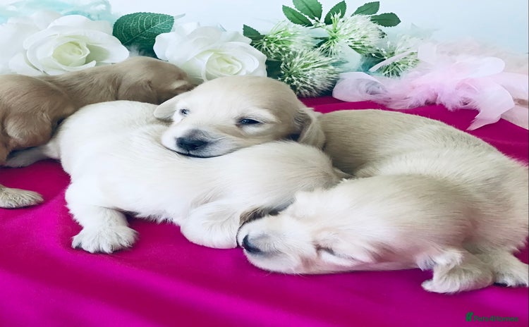 Miniature Dachshund dogs - Advert 3