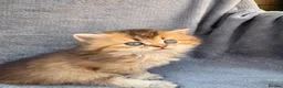 British Longhair cats for sale: Pedigree British longhair golden chocolate lilac - Advert 10