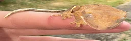 Gecko reptiles for sale: 2 Crested Gecko babies approx 10CM in Ilford - Advert 5