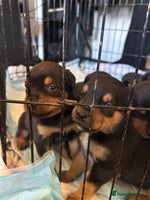 Rottweiler dogs - Advert 10