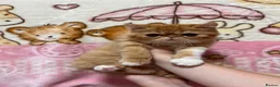 Persian cats for sale: Beautiful high quality Persian and Exotic kittens  - Advert 7