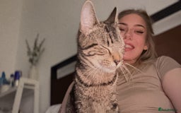 Domestic Shorthair cats for sale: Mum and two kittens 🩷 - Image 11
