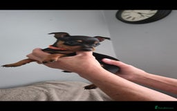 Miniature Pinscher dogs for sale: Beautiful Miniature pinscher Puppies  - Image 21