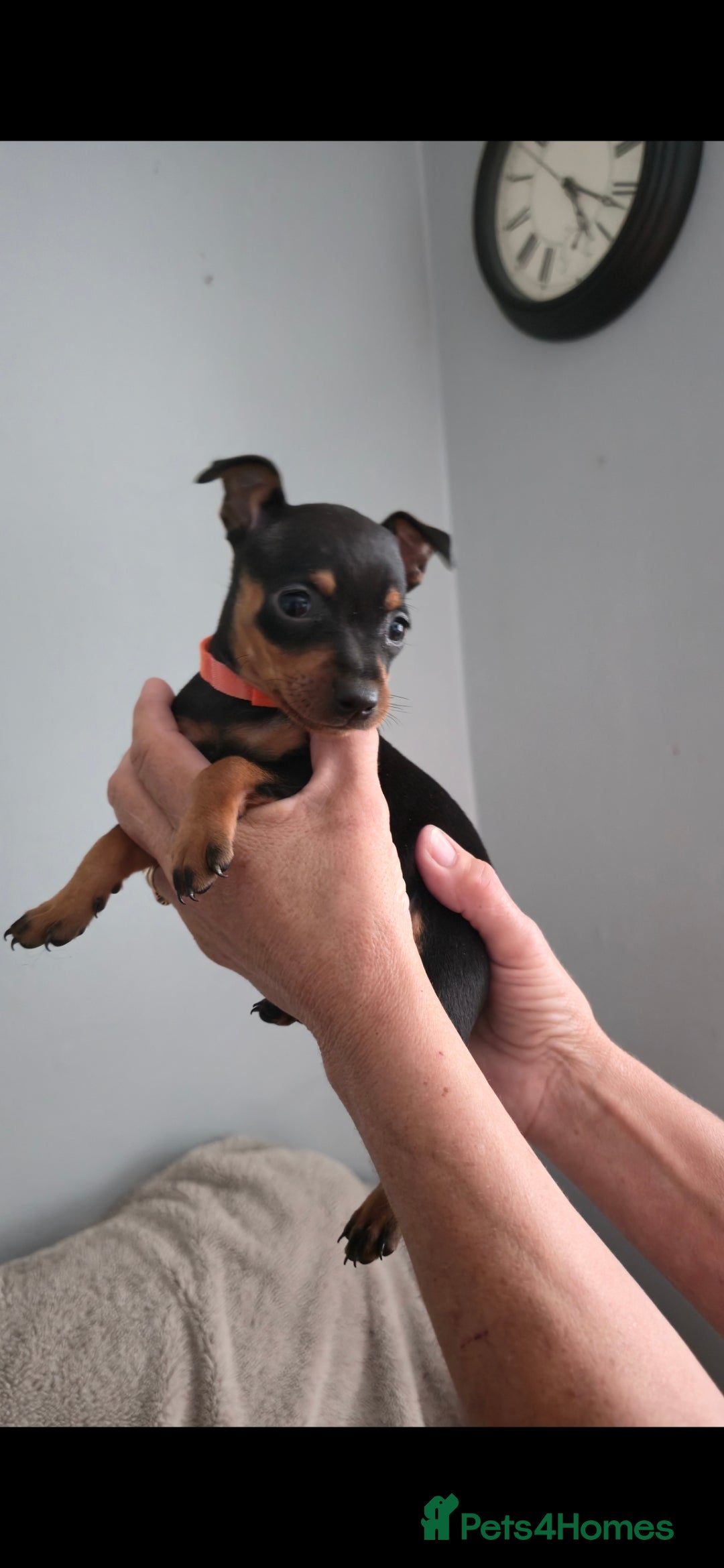 Miniature Pinscher dogs for sale: Beautiful Miniature pinscher Puppies  - Image 21