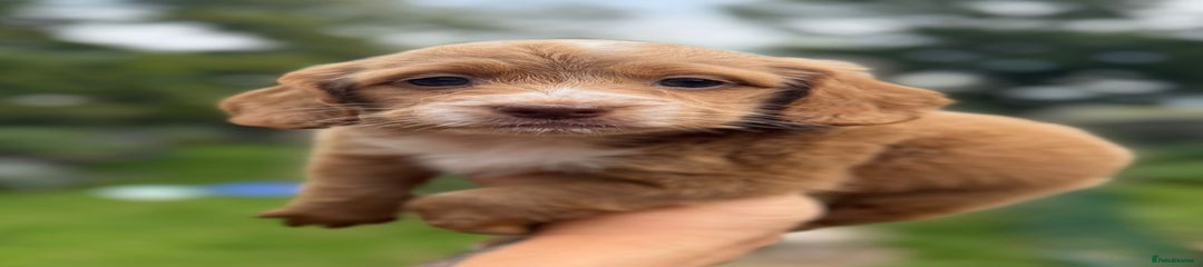 Cockapoo Puppy 3