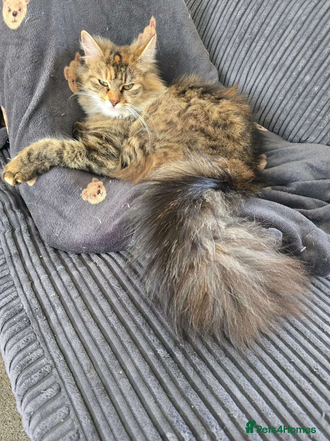 Mixed Breed cats for sale: Beautiful ginger boy kitten - Advert 4
