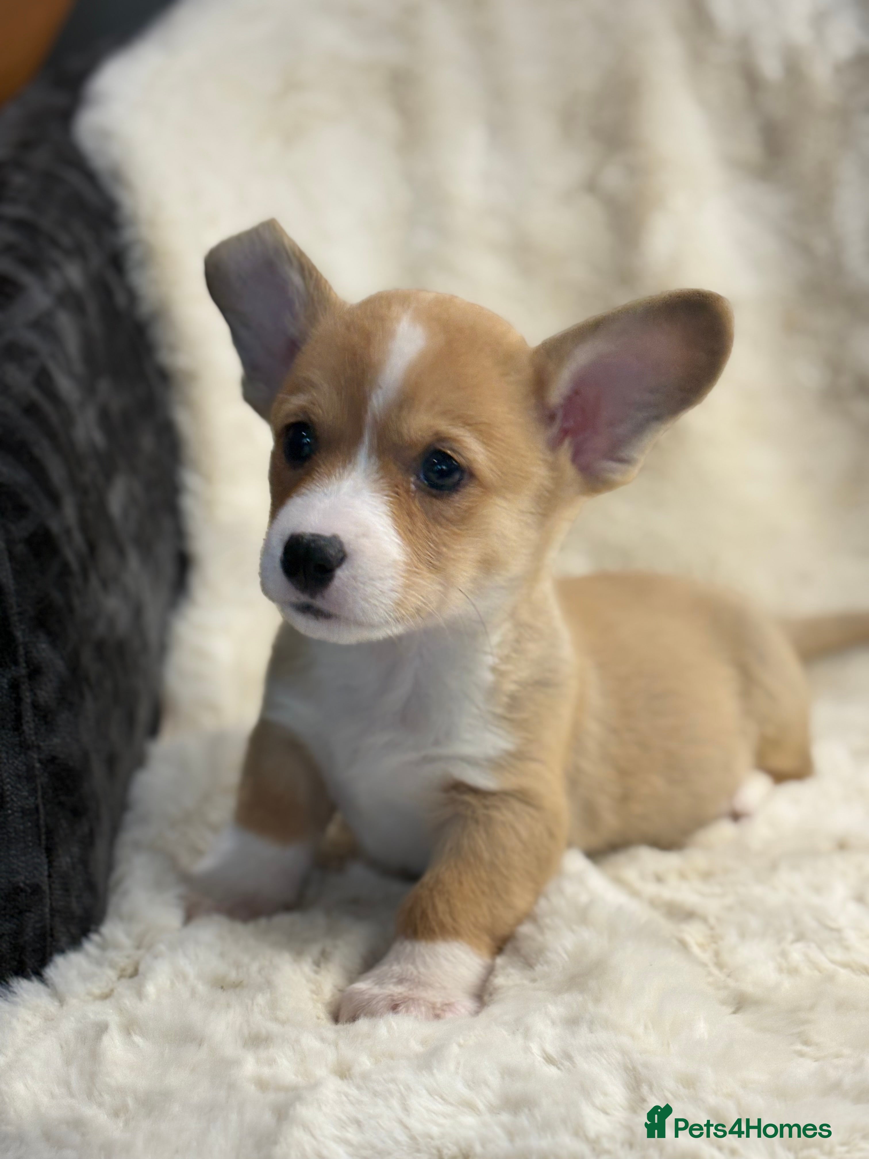 Welsh Corgi Pembroke dogs Top quality corgi puppies  - Advert 2