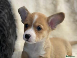 Welsh Corgi Pembroke dogs Top quality corgi puppies - Advert 4