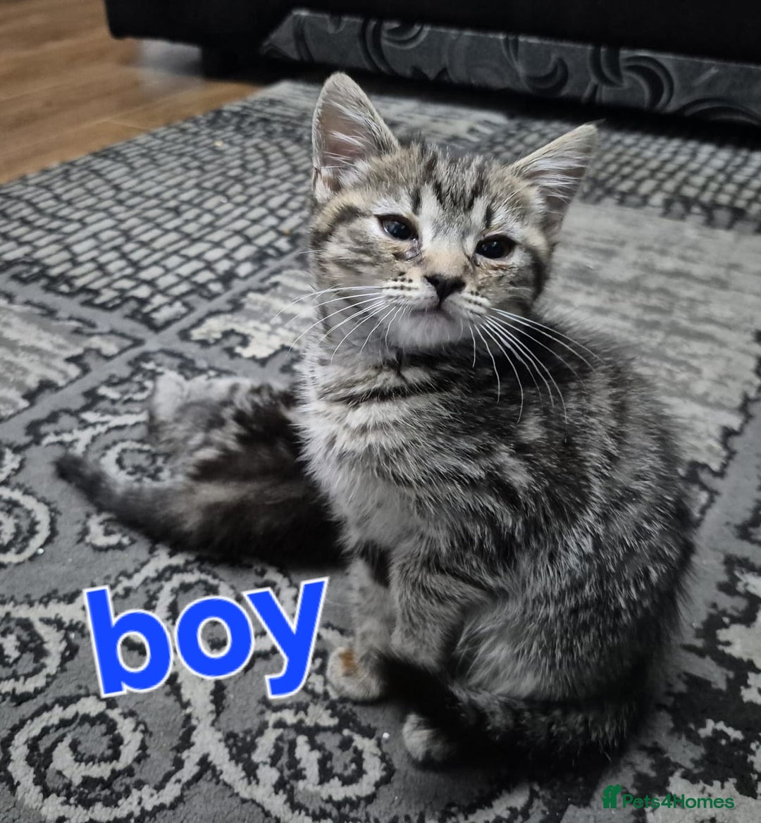 British Shorthair cats for sale: Bsh×snowleopard bengals in Manchester - Image 10