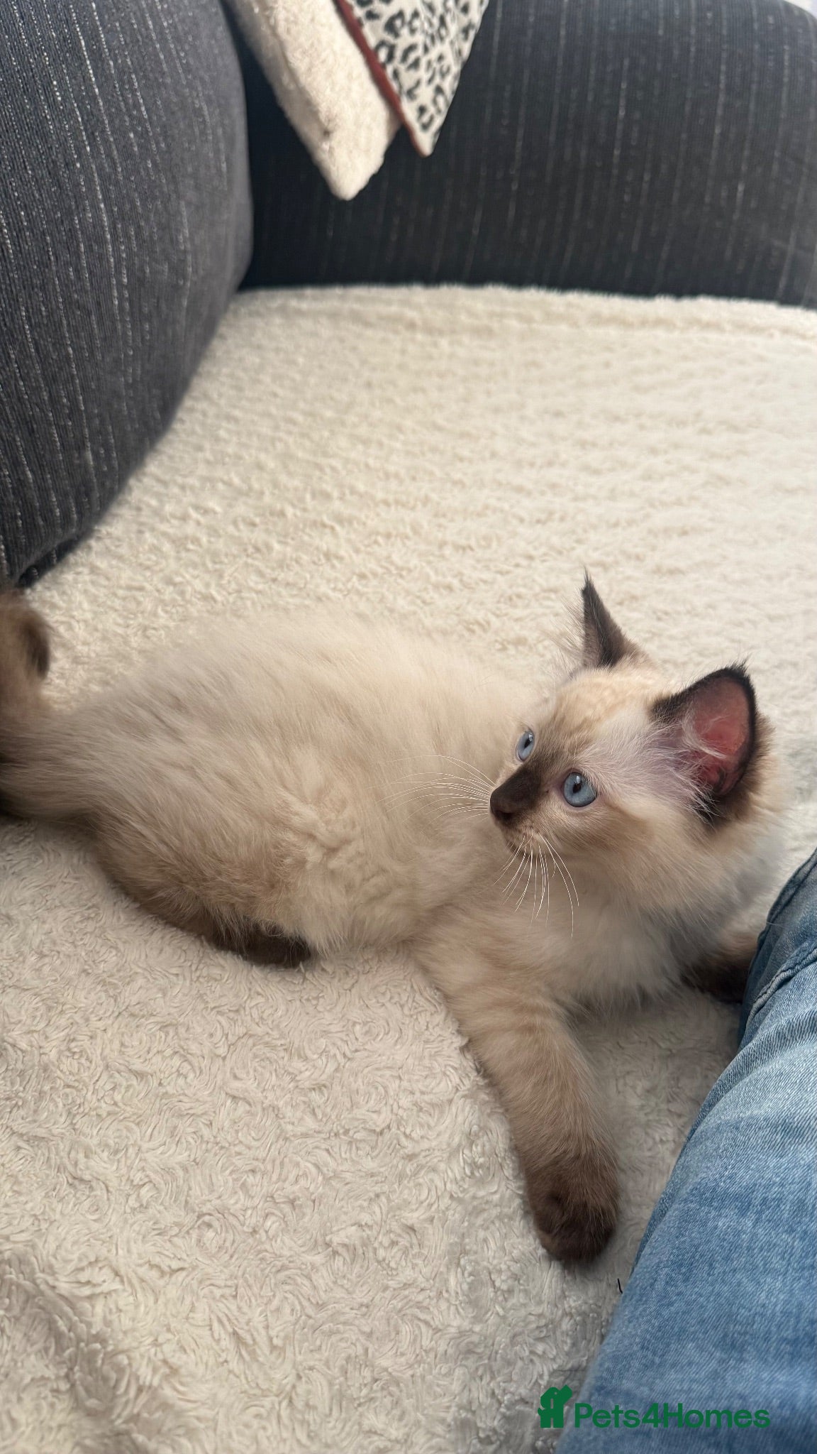 Ragdoll cats 5 males , 2 females  - Advert 2