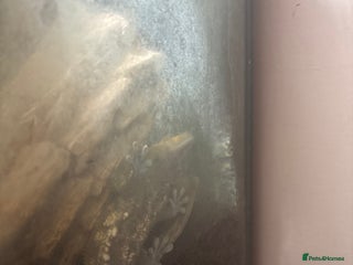 Gecko reptiles Male Crested Gecko and full set up in Radstock - Advert 1