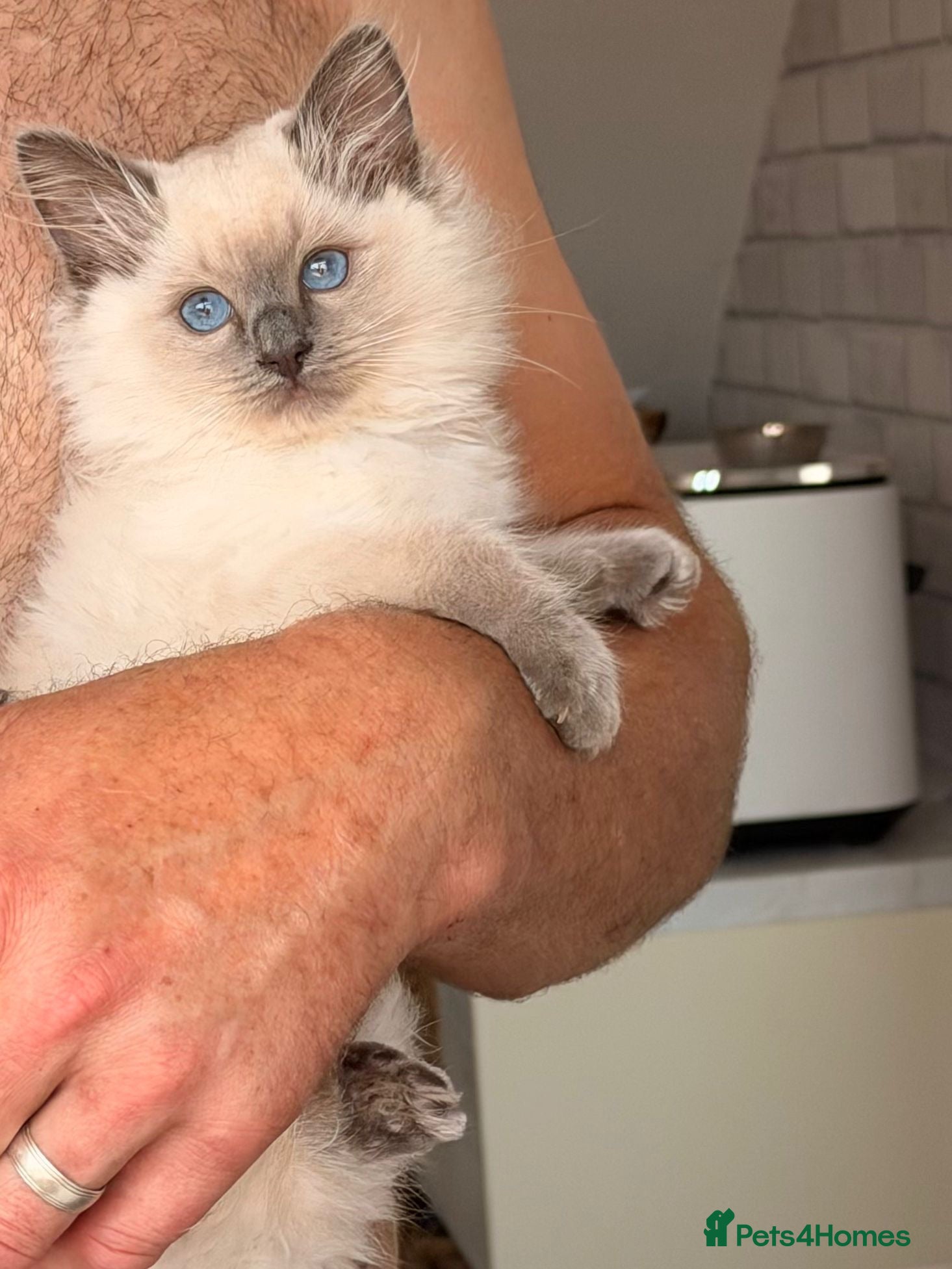 Ragdoll cats Beautiful blue mitted ragdoll girl xx - Advert 2