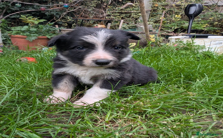 Border Collie dogs - Advert 11