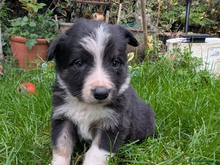 Border Collie dogs - Advert 4