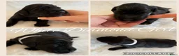 Labradoodle dogs for sale: Multigen Prestige Australian Labradoodle puppies💜 - Advert 12