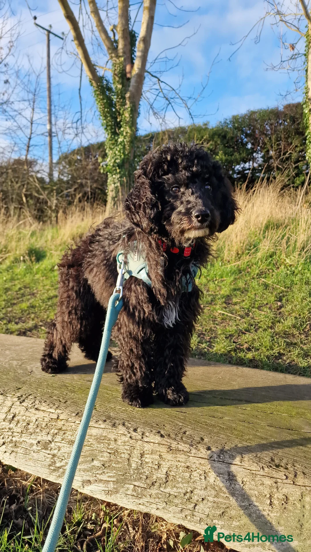 Mixed Breed dogs for sale: Cockapoo male  - Advert 6