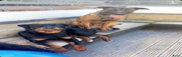 Mixed Breed dogs for sale: Belgian Malinois × Rottweiler Puppy 🐶💙 - Advert 15
