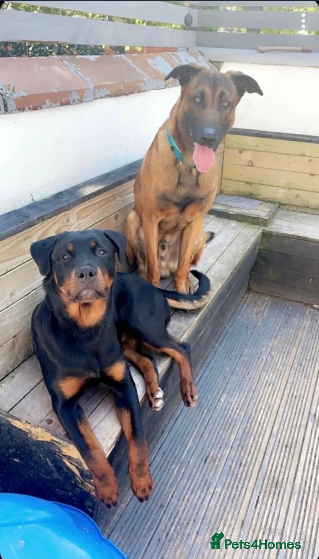 Mixed Breed dogs for sale: Belgian Malinois × Rottweiler Puppy 🐶💙 - Advert 15