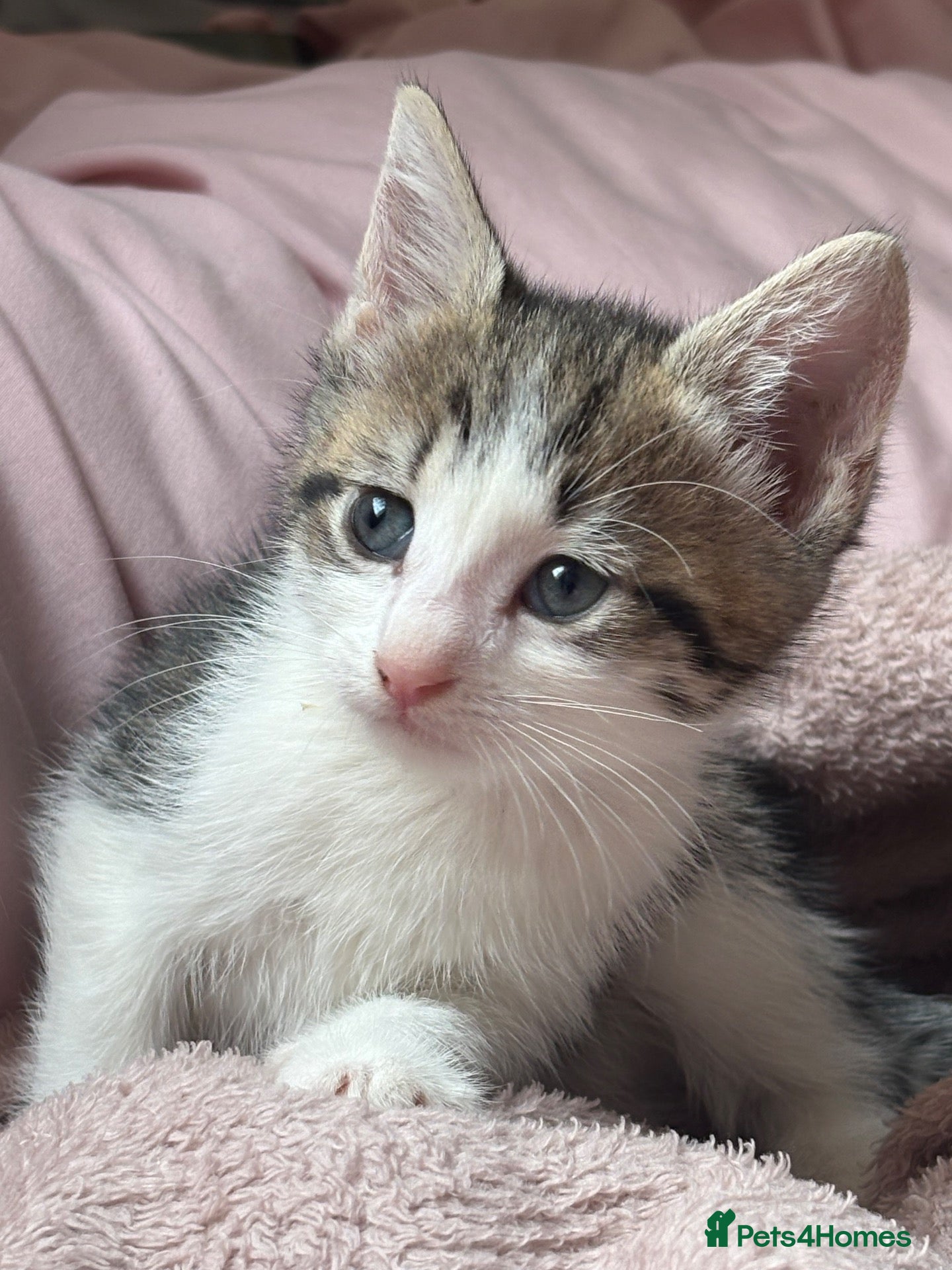 Domestic Shorthair cats 7 Bundles of fur 🤍🐾 1 LEFT - Advert 22
