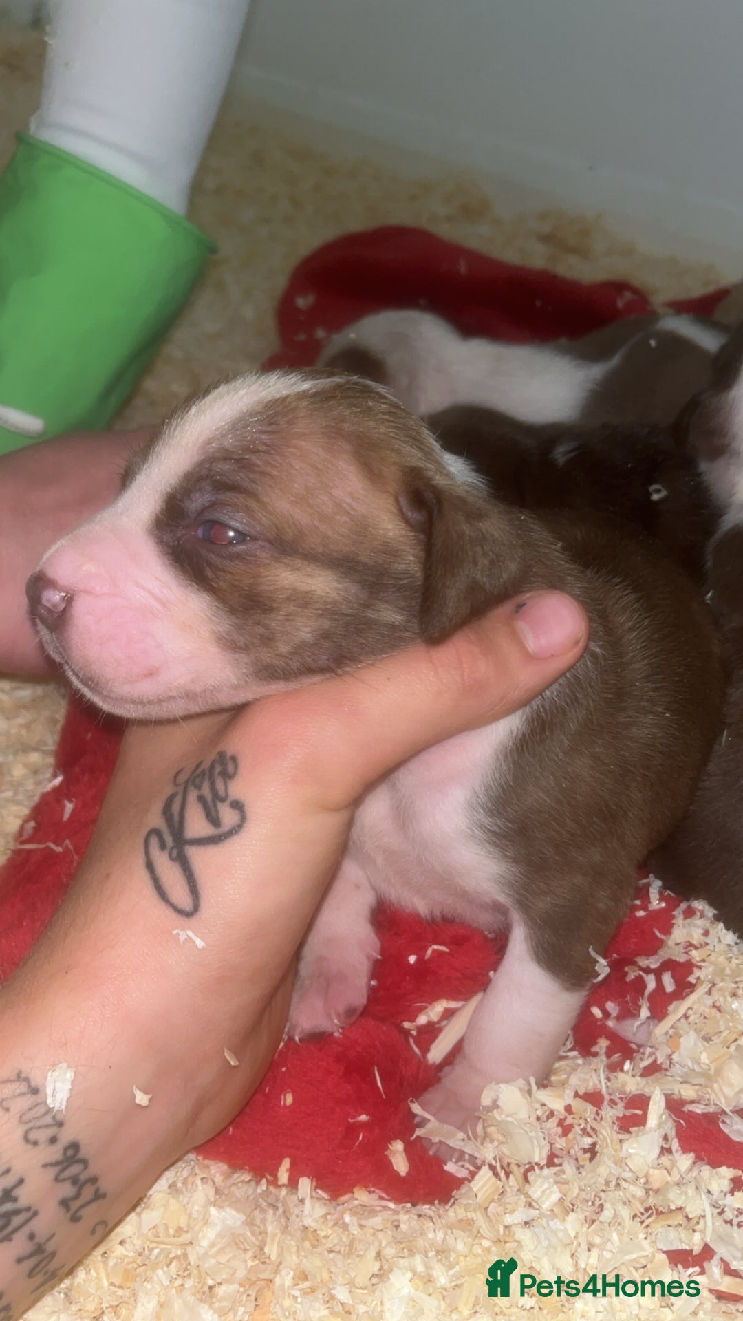American Bull Staffy dogs for sale: 5 Girls 3 Boys American bull staffy pups  - Advert 4