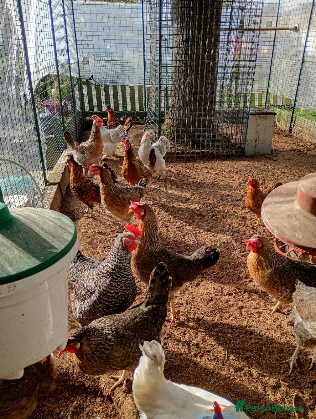 Chickens poultry 1 year old Blue Layers x 6 - Advert 10