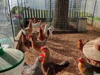 Chickens poultry 1 year old Blue Layers x 6 - Advert 10