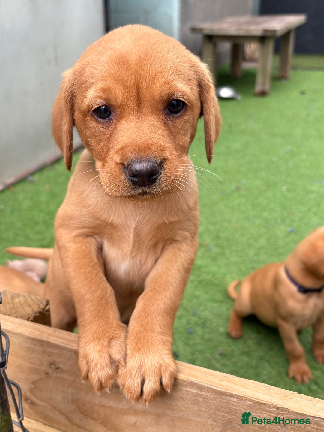 Labrador Retriever dogs for sale: Gorgeous KC Fox Red Labs - Image 11