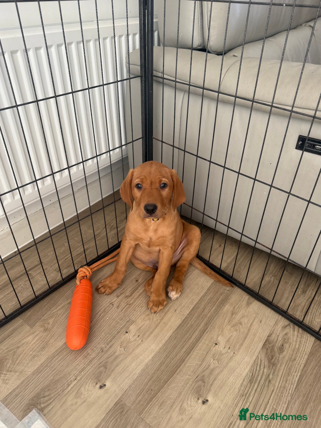 Labrador Retriever dogs for sale: READY NOW KC registered fox red Labrdor retriever  - Image 4