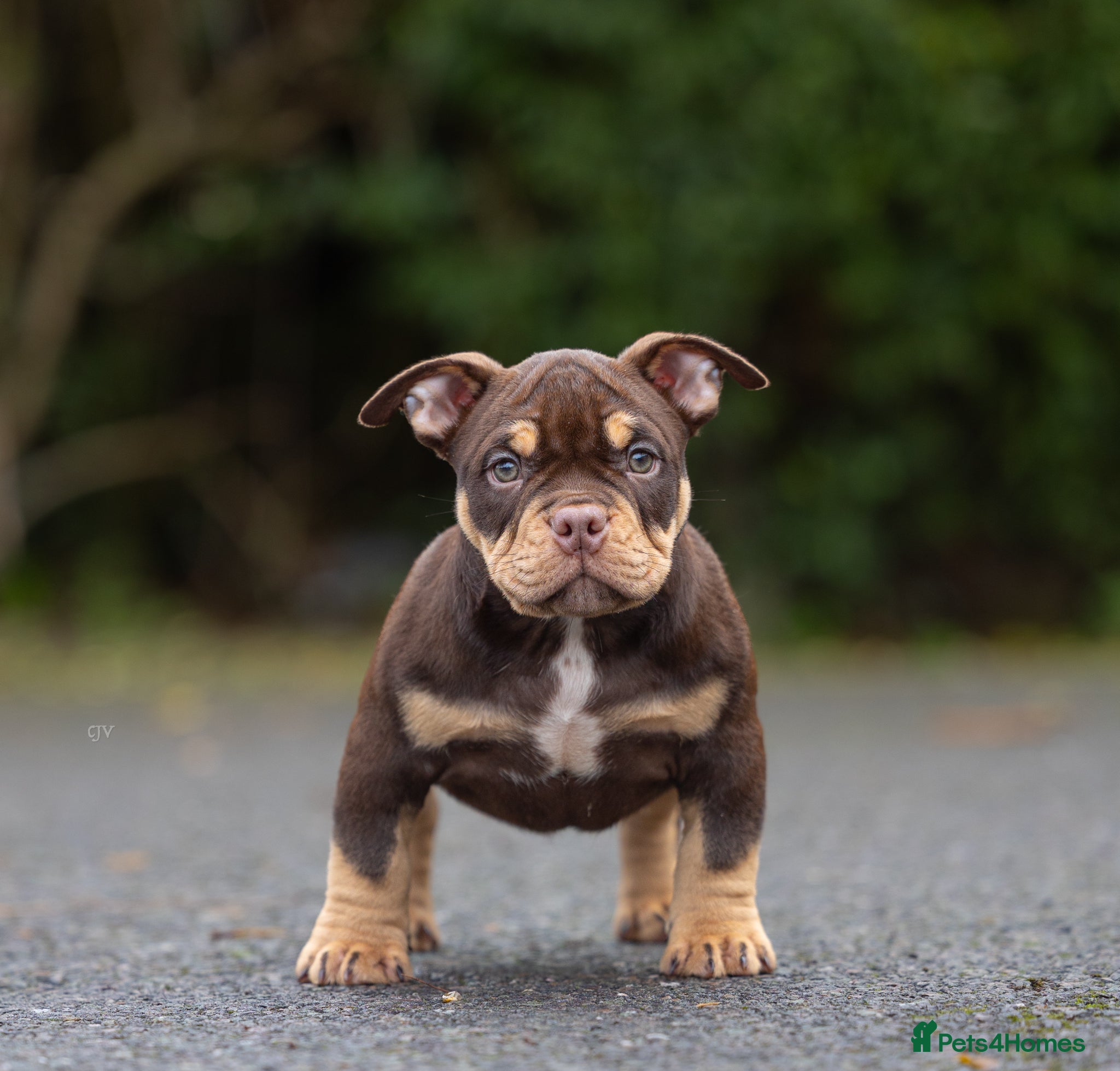 American Bully dogs American micro  - Advert 2
