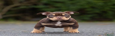American Bully Puppy 1