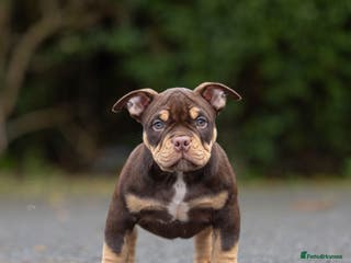 American Bully dogs American micro - Advert 2