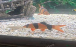 Loaches fish for sale: Clown loach  - Image 3