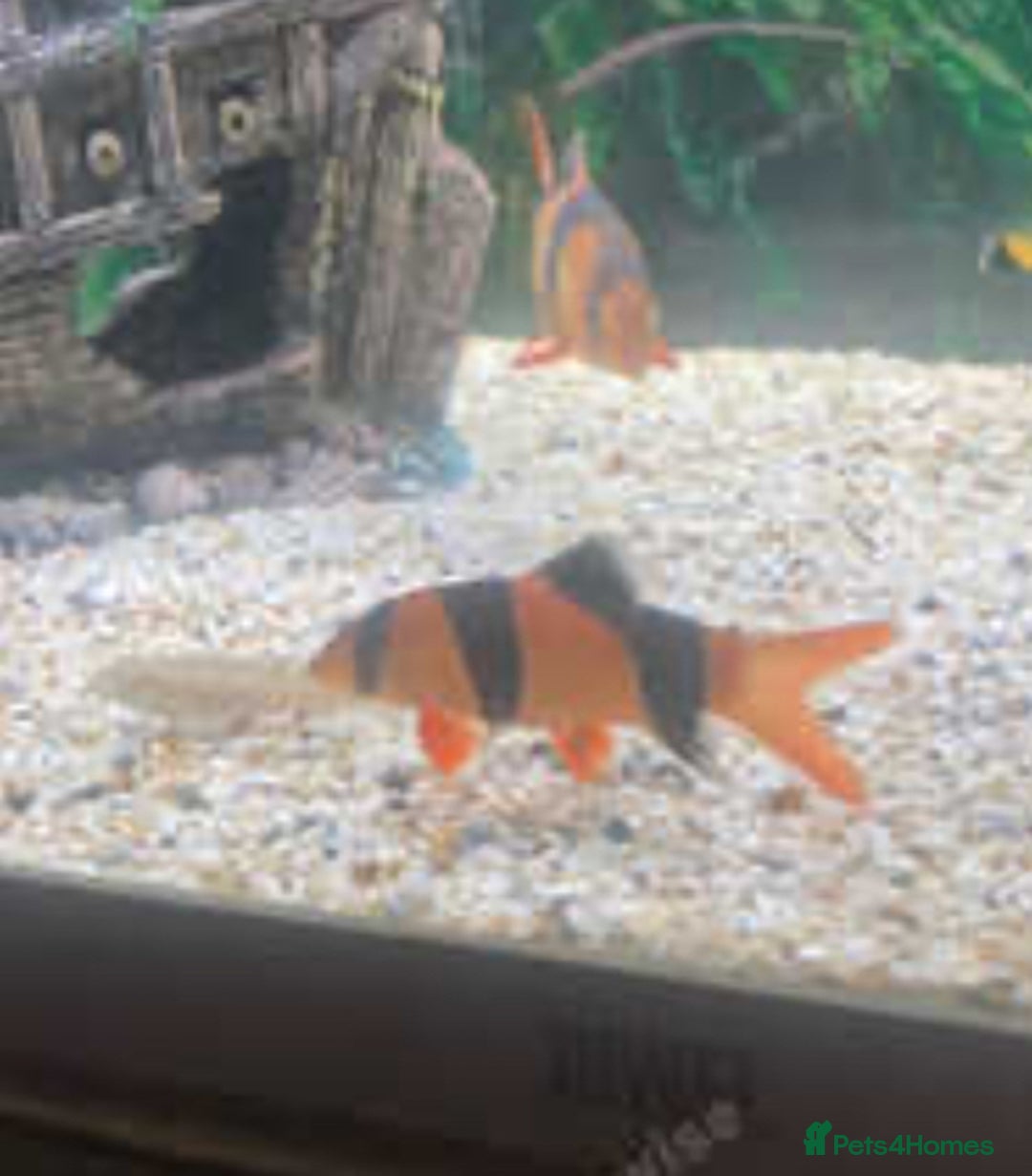 Loaches fish for sale: Clown loach  - Image 3