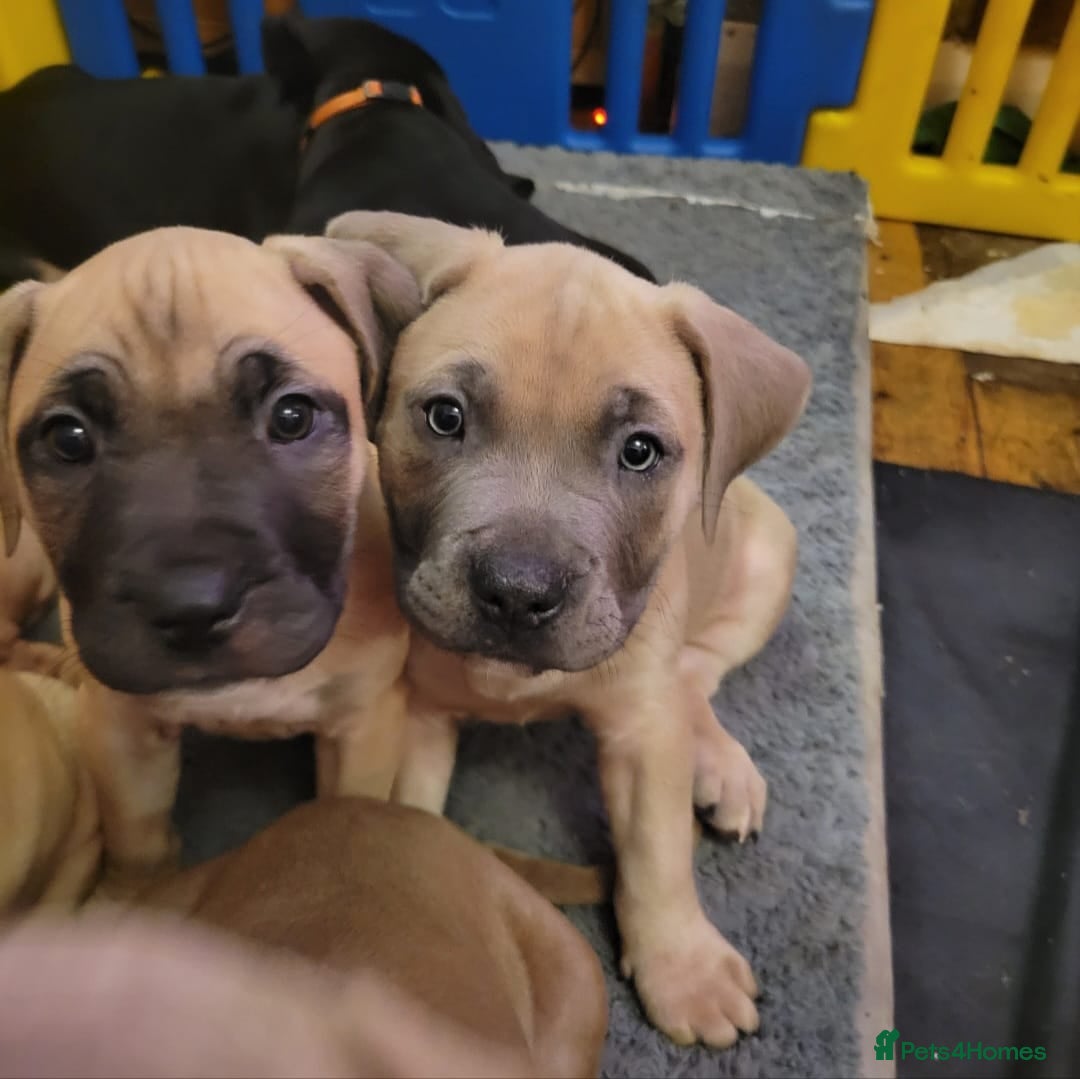 Presa Canario dogs for sale:  Presa Canario Puppies – Ready to leave now - Advert 6