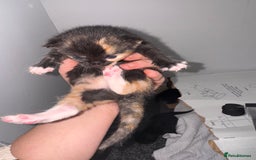 Domestic Shorthair cats for sale: Beautiful tortoiseshell domestic shorthair kitten - Image 1