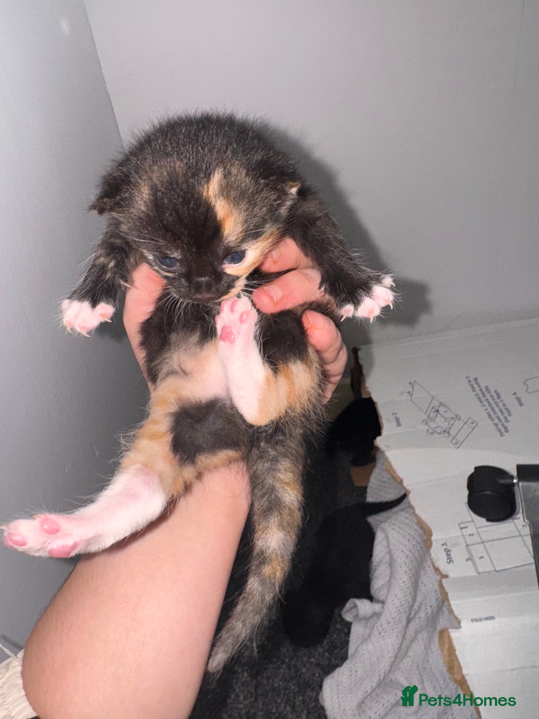 Domestic Shorthair cats for sale: Beautiful tortoiseshell domestic shorthair kitten - Image 1