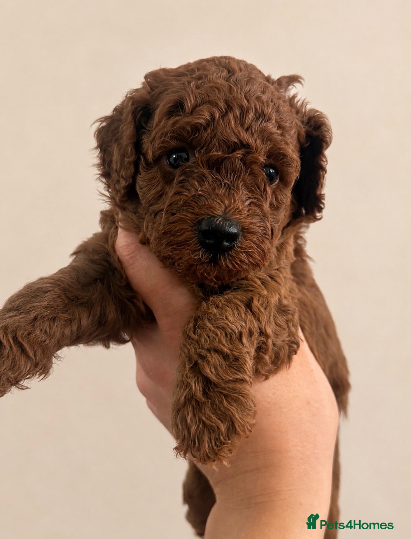 Toy Poodle dogs Beautiful Red Toy Poodle Puppies 🤎🐩 - Advert 14