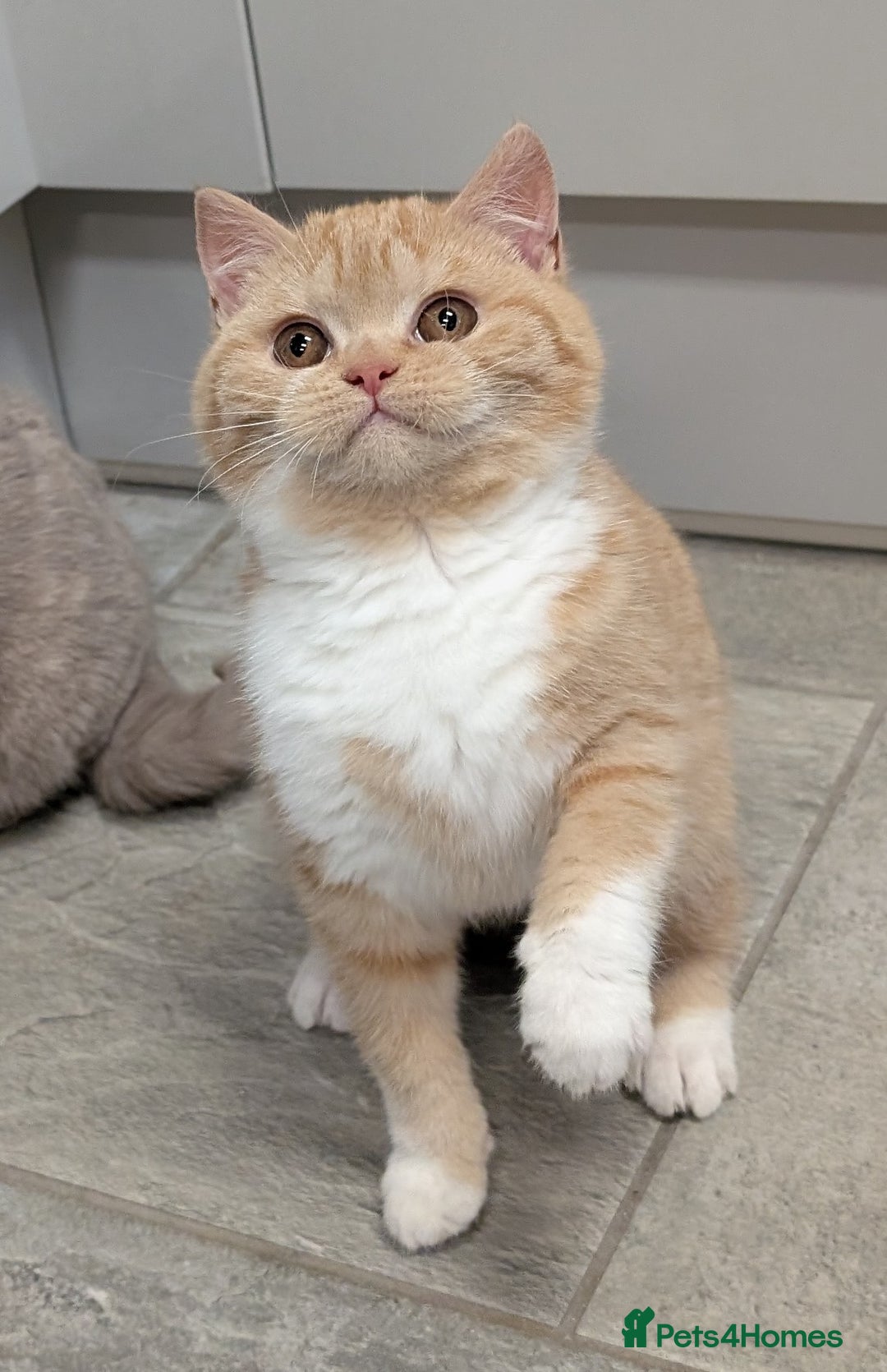 British Shorthair cats for sale: Gorgeous British shorthair kittens  - Advert 9