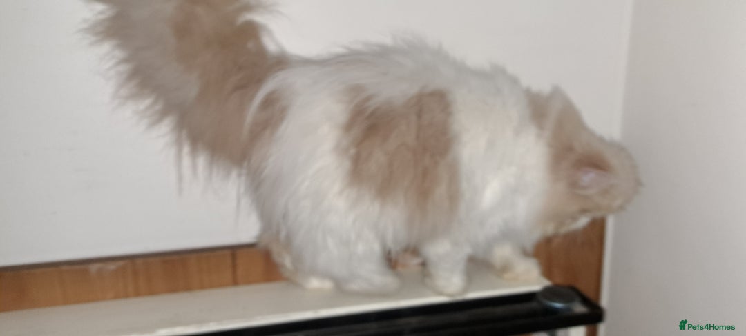 Persian cats for sale:  Pedigree Persian Female Available Now - Advert 16