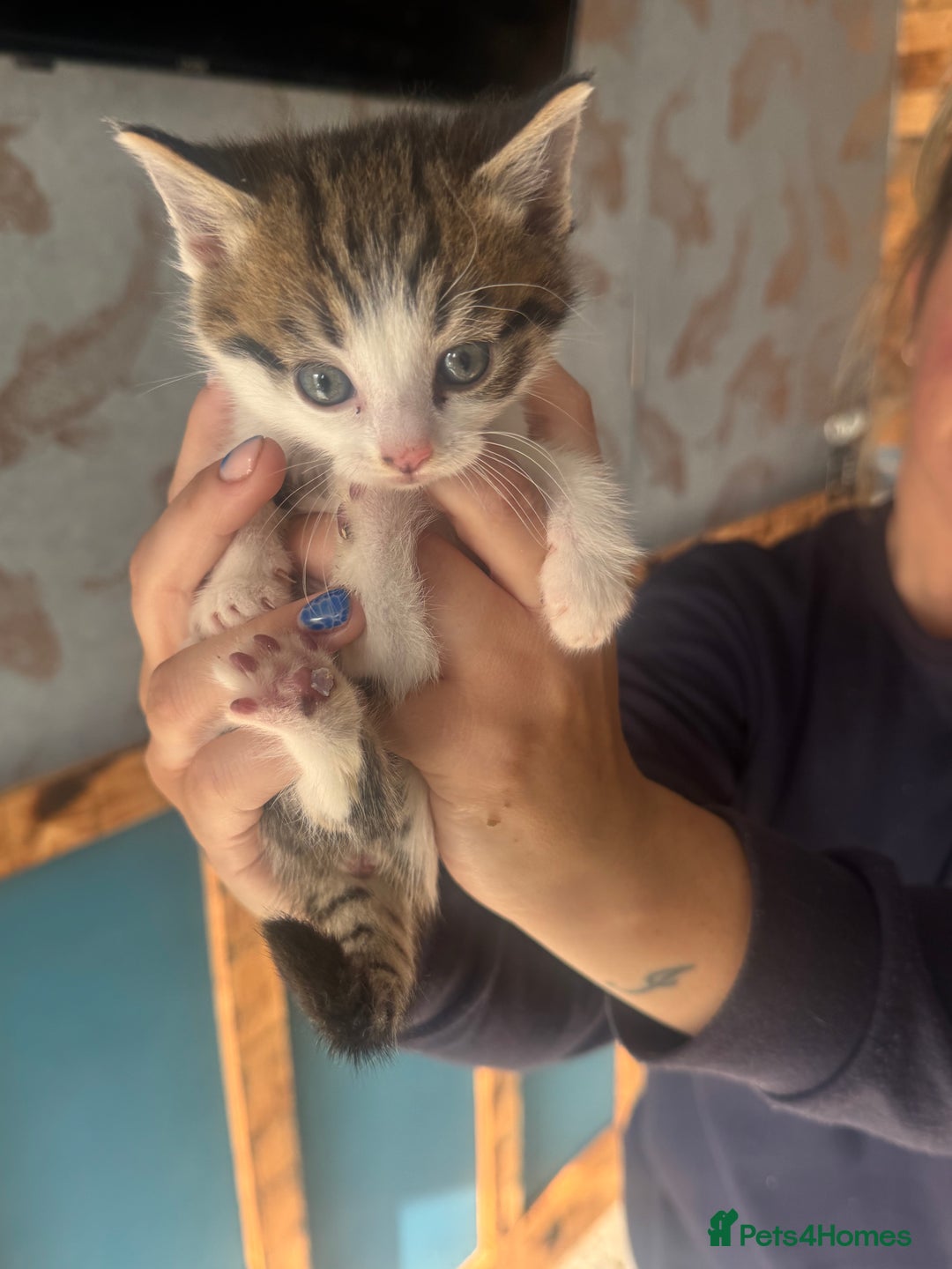 Mixed Breed cats for sale: *******1 adorable kitten left***** - Advert 7