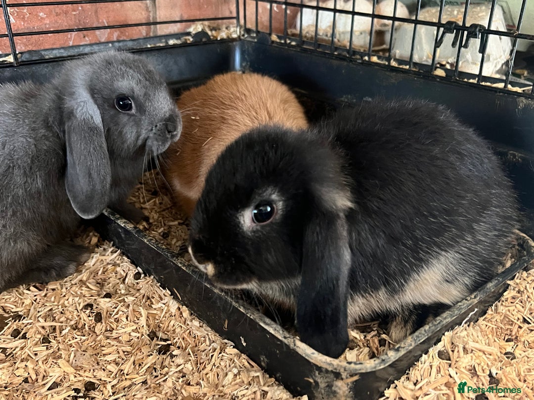 Mini Lop rabbits for sale: Two Mini Lop with Plush Baby Boys - Image 23
