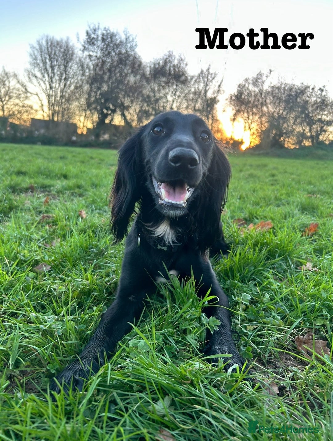 Sprocker dogs for sale: 3 Beautiful sprocker puppies - Advert 6