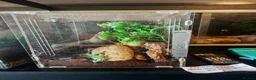 Tarantulas invertebrates for sale: tarantulas, Scorpions, Geckos,bugs and snails. - Advert 37