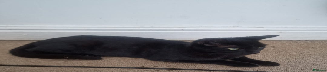 All black Female Cat